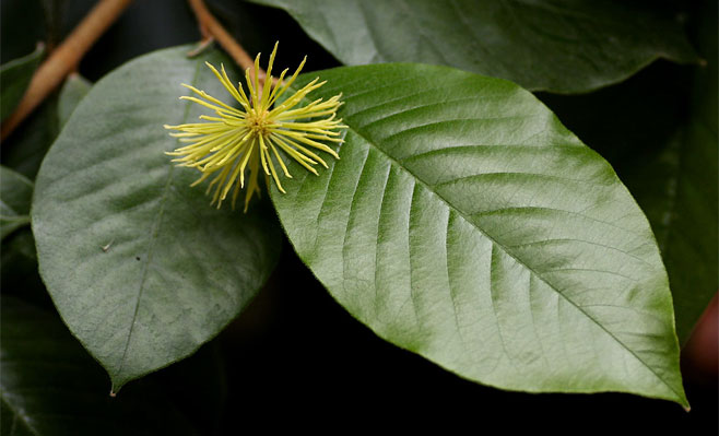 Trichocladus ellipticus