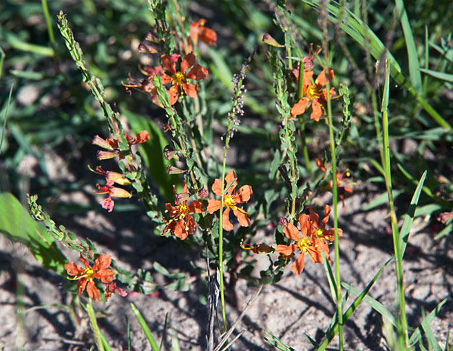 Nesaea rigidula