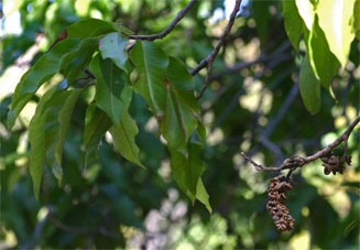 Magnolia champaca (Champac magnolia)