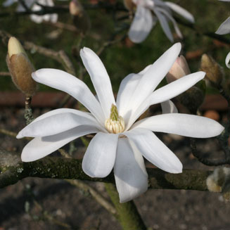 Magnolia stellata (Star magnolia)