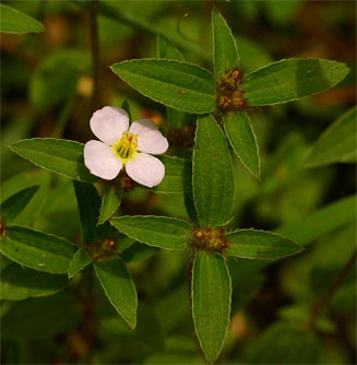 Antherotoma naudinii 