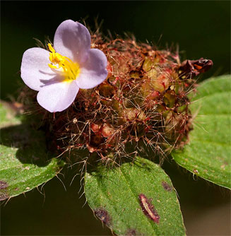 Antherotoma naudinii 