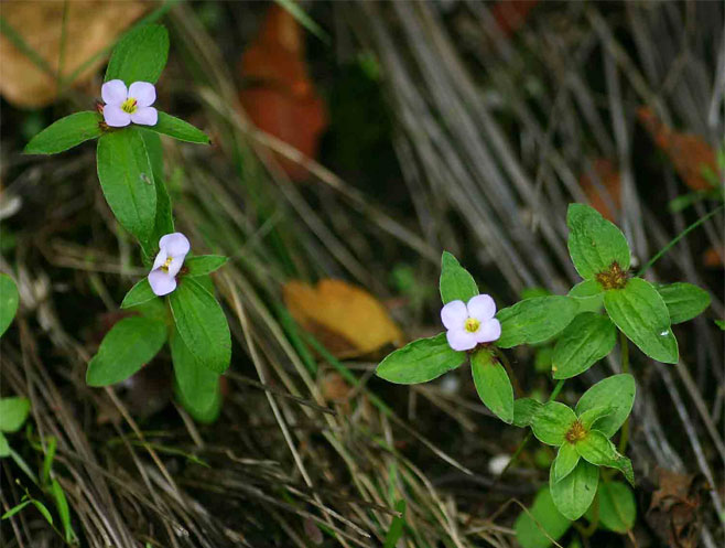 Antherotoma naudinii 