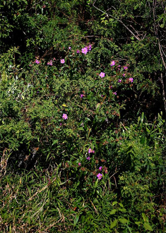 Antherotoma phaeotricha