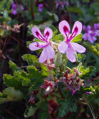 Pelargonium graveolens 