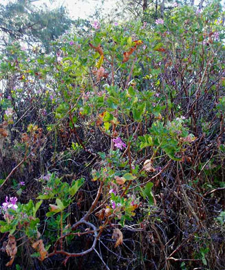 Pelargonium graveolens 