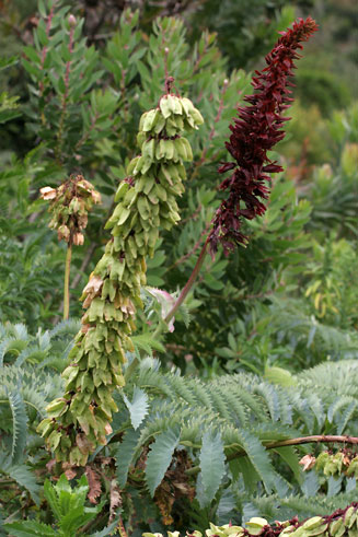 Melianthus major (Honey flower)