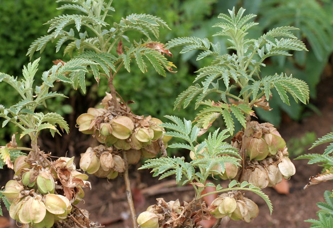 Melianthus comosus (Touch-me-not herb)