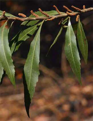 Morella serrata (Lance-leaved waxberry)