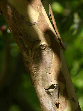 Psidium cattleianum (Strawberry guava)