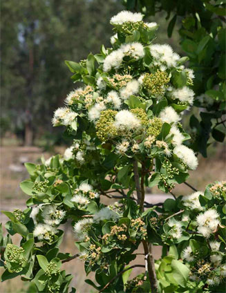 Syzygium cordatum (Water berry, Umdoni)