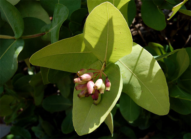 Syzygium cordatum (Water berry, Umdoni)