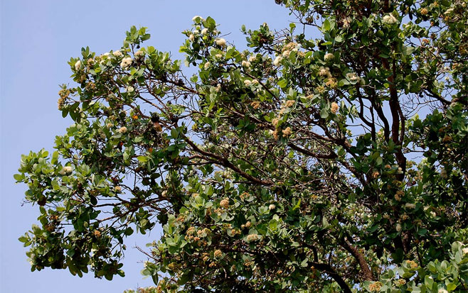 Syzygium cordatum (Water berry, Umdoni)