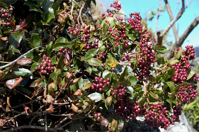 Syzygium cordatum (Water berry, Umdoni)