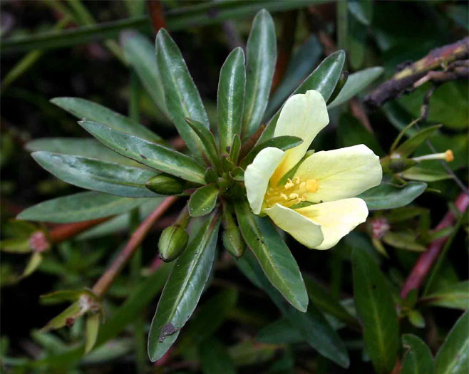 Ludwigia adscendens 