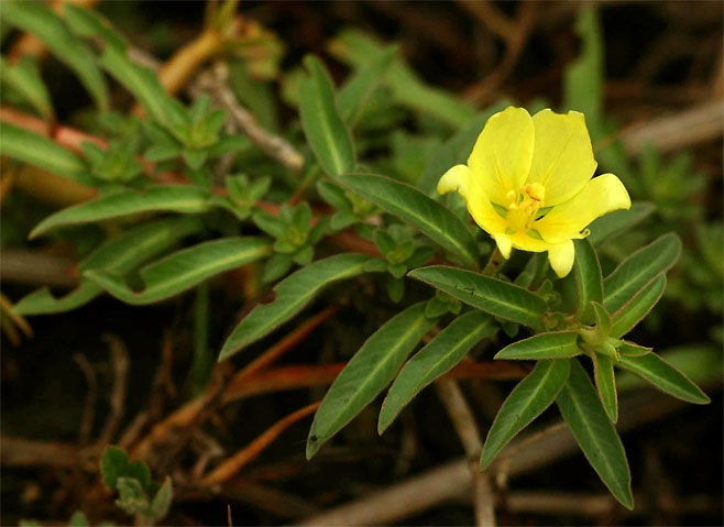 Ludwigia adscendens 