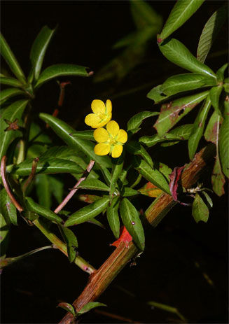 Ludwigia leptocarpa