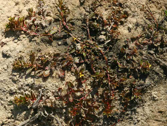 Ludwigia senegalensis
