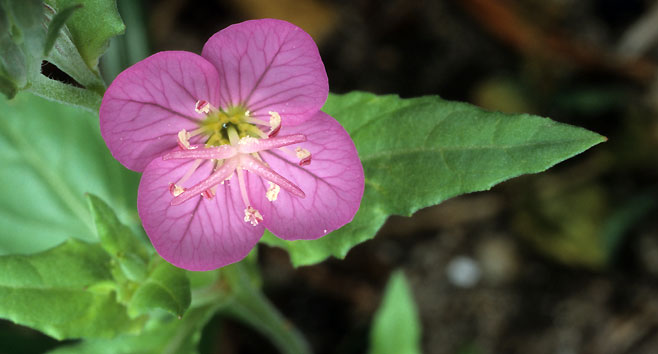 Oenothera rosea