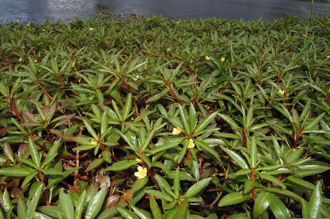 Ludwigia adscendens 