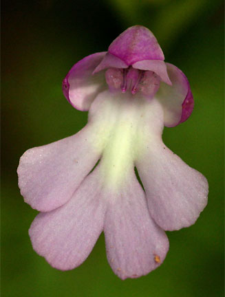 Cynorkis kirkii