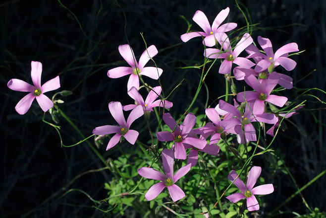 Oxalis caprina 
