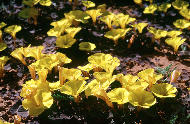 Oxalis luteola 
