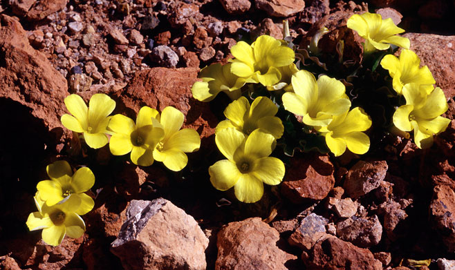 Oxalis fabifolia 
