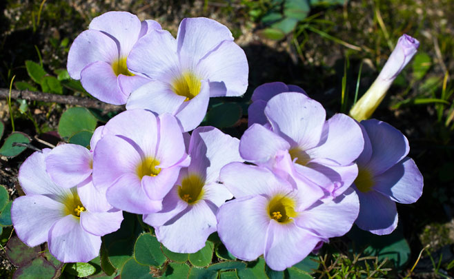 Oxalis purpurea 