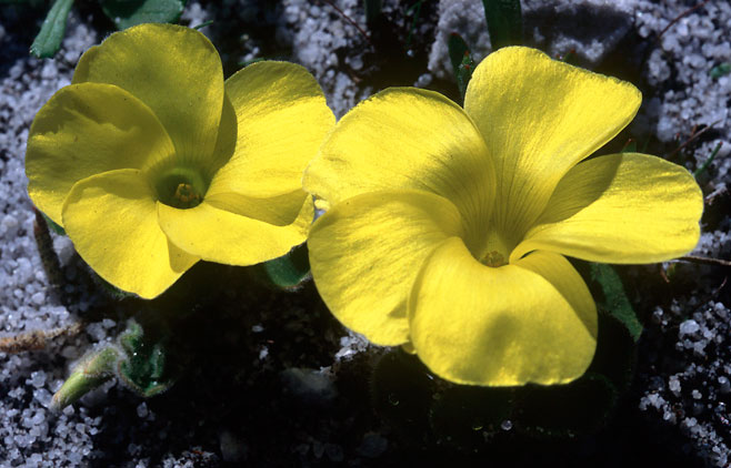 Oxalis luteola 