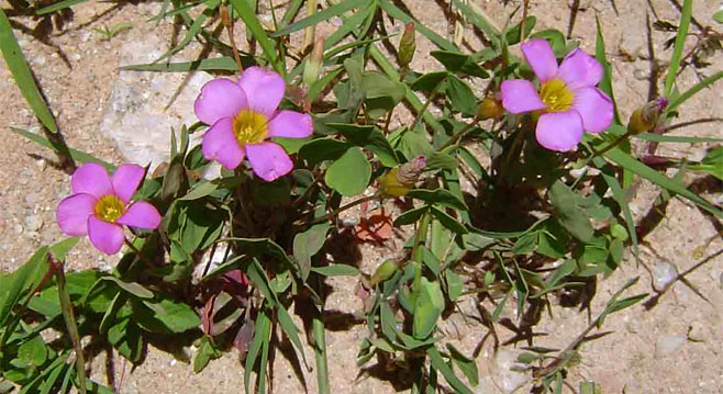 Oxalis obliquifolia 
