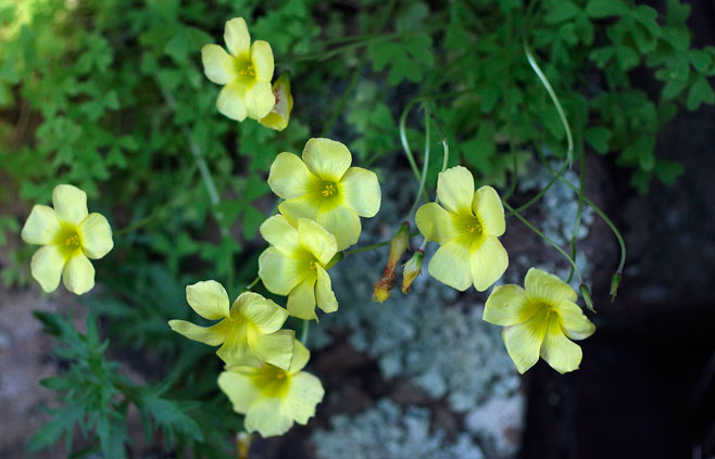 Oxalis obtusa 