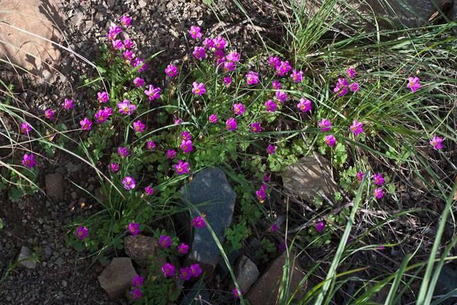 Oxalis depressa 