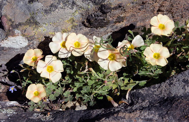 Oxalis obtusa 