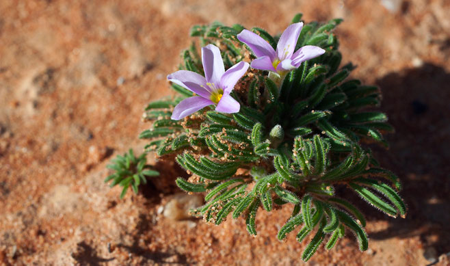 Oxalis hirta 