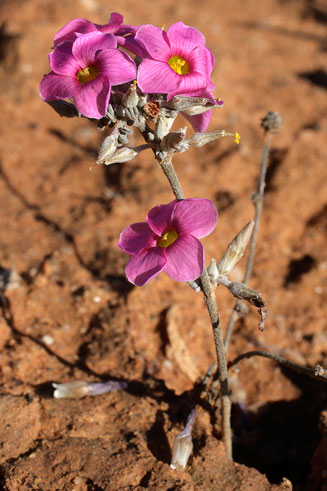 Oxalis linearis 