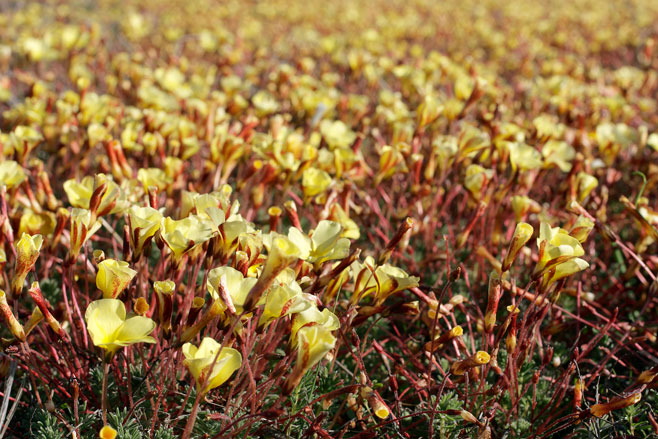 Oxalis pardalis  