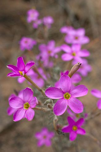 Oxalis hirta 