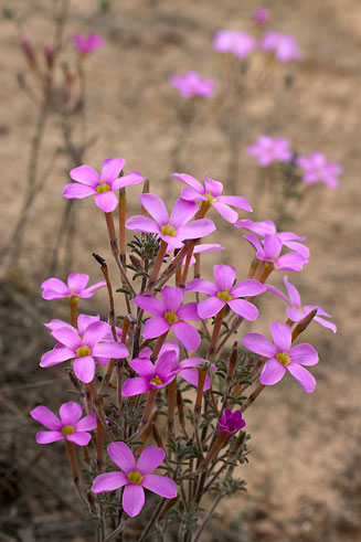Oxalis hirta 