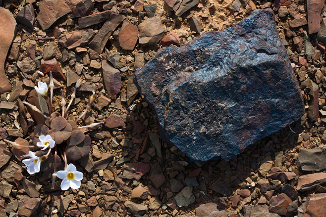 Oxalis depressa 