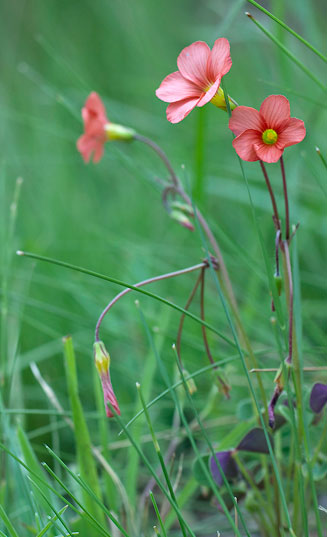 Oxalis semiloba  
