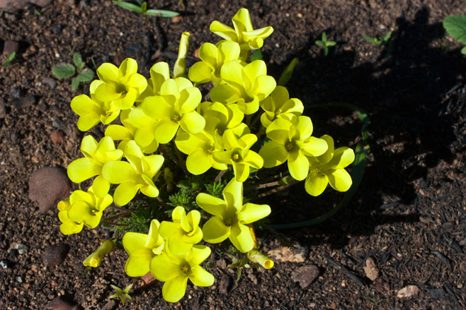 Oxalis meisneri 