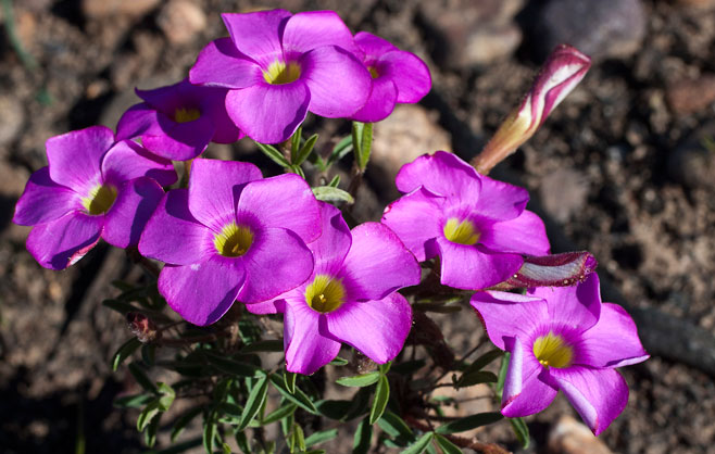 Oxalis droseroides 