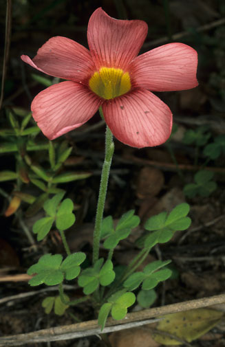 Oxalis obtusa 