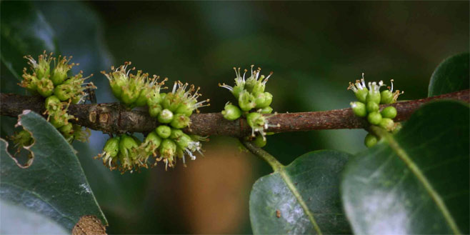 Cassipourea gummiflua 