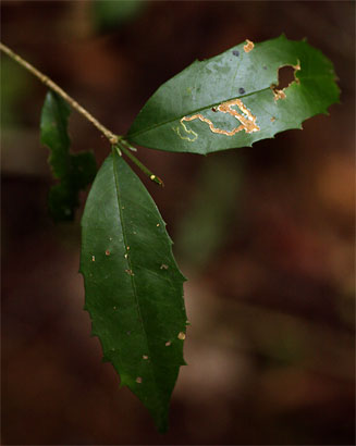 Cassipourea malosana