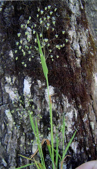 Briza&nbsp;minor 