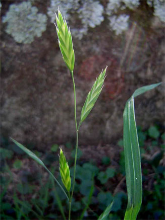 Bromus catharticus 