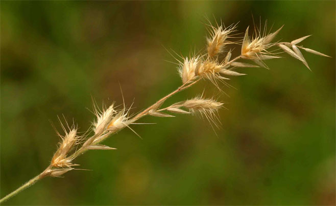 Schmidtia pappophoroides 