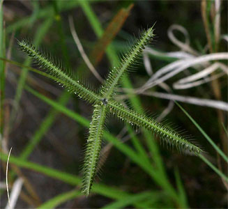 Dactyloctenium aegyptium 